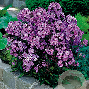 Phlox (P) 'Blue Paradise' GM P9