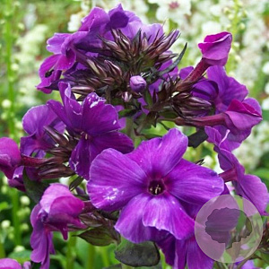 Phlox (P) 'Border Gem' GM P9