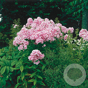 Phlox (P) 'Bright Eyes' GM P9