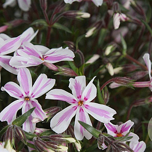 Phlox (S) Candy Stripes GM P9