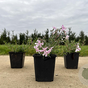 Phlox (S) Candy Stripes GM P9