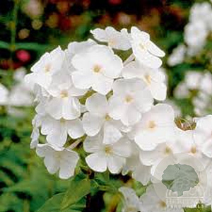 Phlox carolina 'Miss Lingard' GM P9