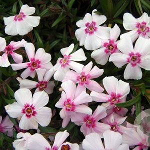 Phlox (S) 'Coral Eye' GM P9