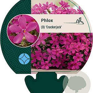 Phlox (D) 'Crackerjack' GM P9