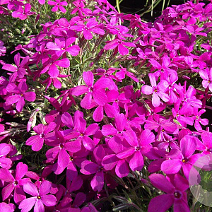Phlox (D) 'Crackerjack' GM P9