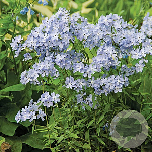 Phlox divaricata GM P9