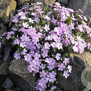 Phlox douglasii GM P9