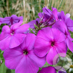Phlox (P) 'Düsterlohe' GM P9