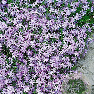 Phlox (S) 'Emerald Cushion Blue' GM P9