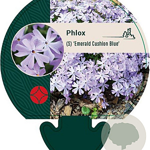 Phlox (S) 'Emerald Cushion Blue' GM P9