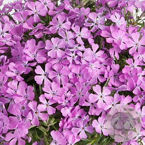 Phlox (S) Fabulous Blue Violet GM P9
