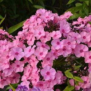 Phlox (P) 'Flamingo' GM P9