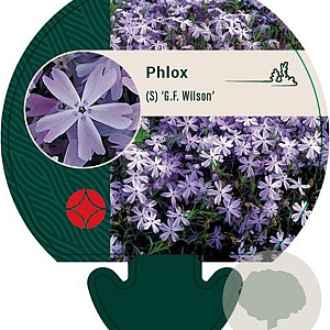 Phlox (S) 'G.F. Wilson' GM P9
