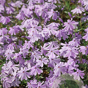 Phlox (S) 'G.F. Wilson' GM P9