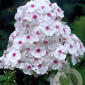 Phlox (P) 'Graf Zeppelin' GM P9