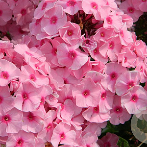 Phlox (P) 'Herbstwalzer' GM P9