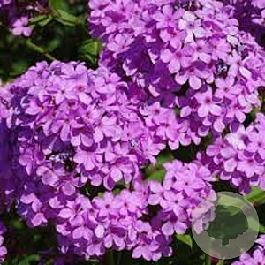 Phlox (P) 'Hesperis' GM P9