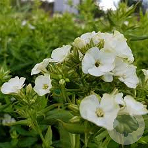 Phlox (P) 'Jade' GM P9