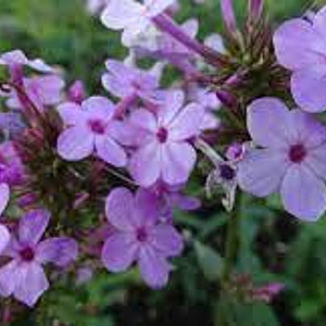Phlox (P) 'Jeana' GM P9