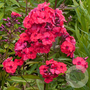 Phlox (P) 'Juliglut' GM P9