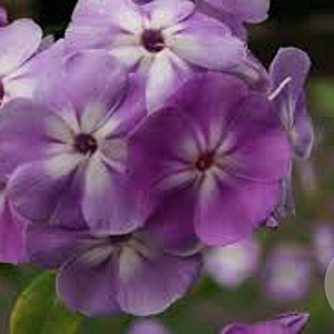 Phlox (P) 'Katherine' GM P9