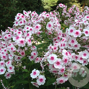 Phlox (P) 'Kirmesländler' GM P9