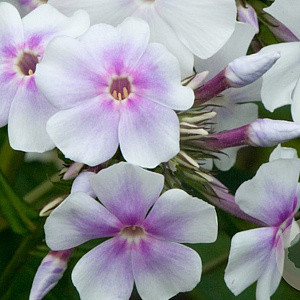 Phlox (P) 'Lavendelwolke' GM P9