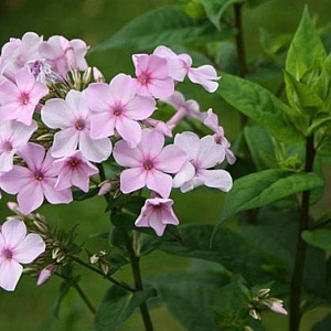 Phlox (P) 'Lichtspel' GM P9