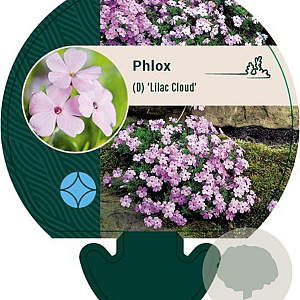 Phlox (D) 'Lilac Cloud' GM P9