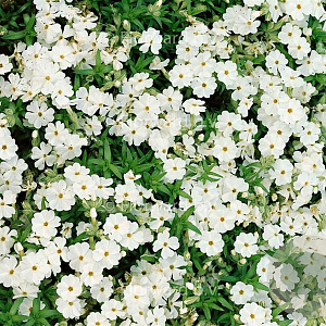Phlox (S) 'Maischnee' GM P9