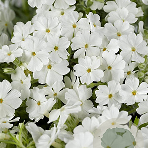 Phlox (S) 'Maischnee' GM P9