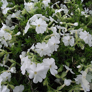 Phlox (S) 'Maischnee' GM P9