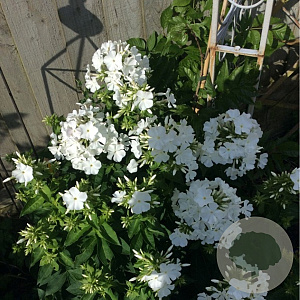 Phlox (P) 'Mia Ruys' GM P9