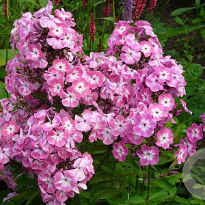 Phlox (P) 'Mies Copijn' GM P9