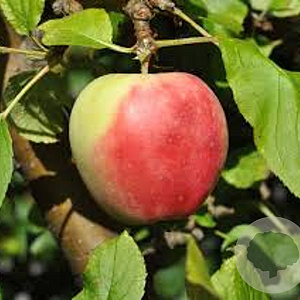 Malus d. 'Roter Ananas' 12-14 HO draadkluit geveerd 3 X verplant