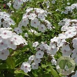 Phlox (P) 'Miss Jill' GM P9