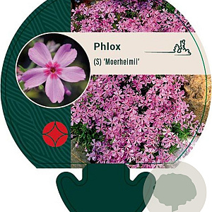 Phlox (S) 'Moerheimii' GM P9