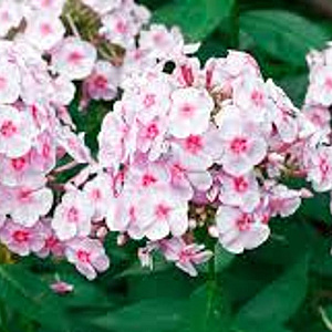 Phlox (P) 'Mother of Pearl' GM P9