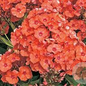 Phlox (P) 'Orange Perfection' GM P9