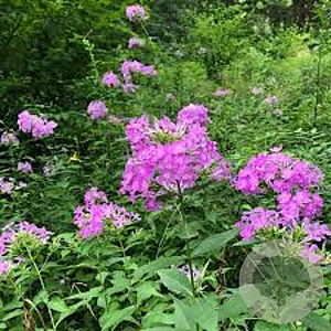 Phlox paniculata 'Wild Form' GM P9