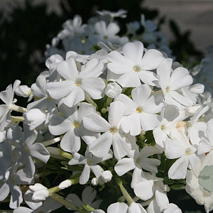 Phlox (P) 'Pax' GM P9