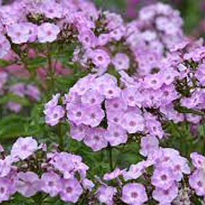 Phlox (P) 'Pink Lady' GM P9