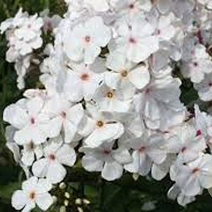 Phlox (P) 'Popeye' GM P9