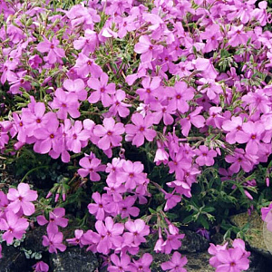 Phlox procumbens 'Rosea' GM P9