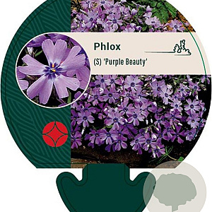 Phlox (S) 'Purple Beauty' GM P9