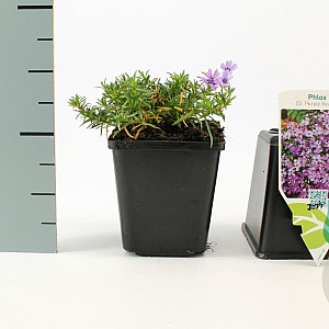 Phlox (S) 'Purple Beauty' GM P9