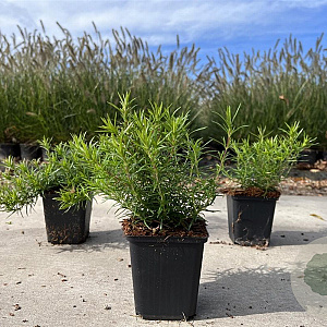 Phlox (S) 'Purple Beauty' GM P9