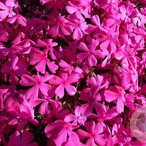 Phlox (D) 'Red Admiral' GM P9