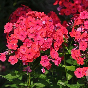 Phlox (P) 'Red Riding Hood' GM P9
