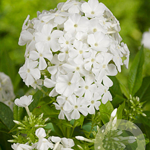 Phlox (P) 'Rembrandt' GM P9